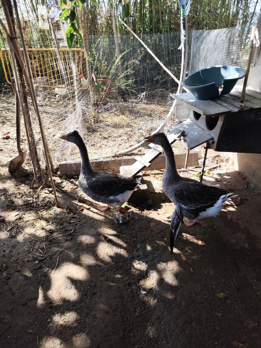 Vendo gancos c/ 3 meses