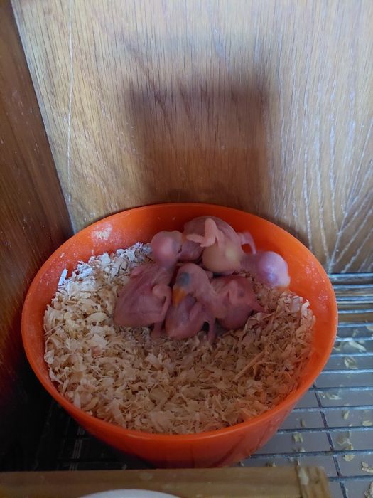 Caturras para criar mão