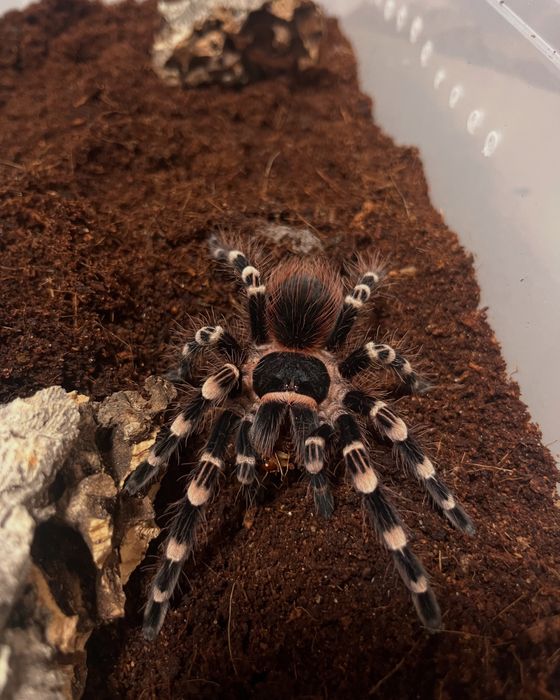 Ptaszniki skorpiony skakuny  - różne gatunki