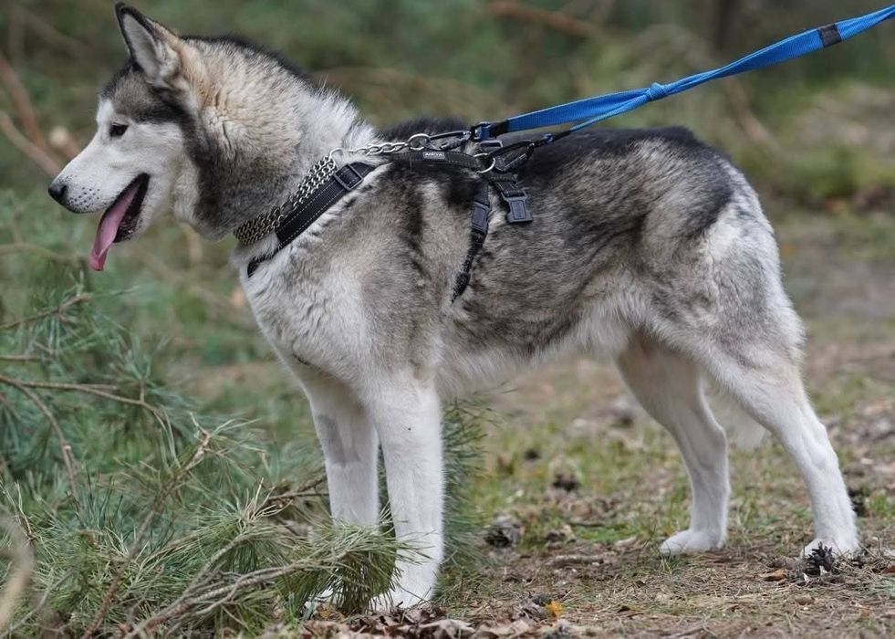 Charlie - husky malamut do adopcji!