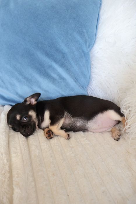 Chihuahua mini. Menina  Black Tan. Super  doce..Cabeça de maçã. Perfeita!