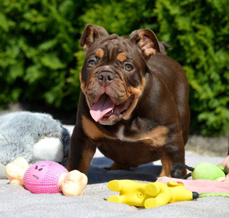 Бульдог английский познакомится.. Кобель.