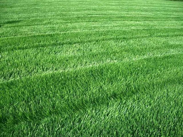 рулонний газон преміум класу