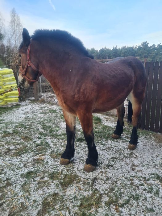 Klacz Zimnokrwista Księga Główna