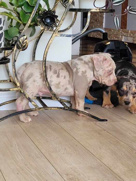 American bully lilacc tri merle