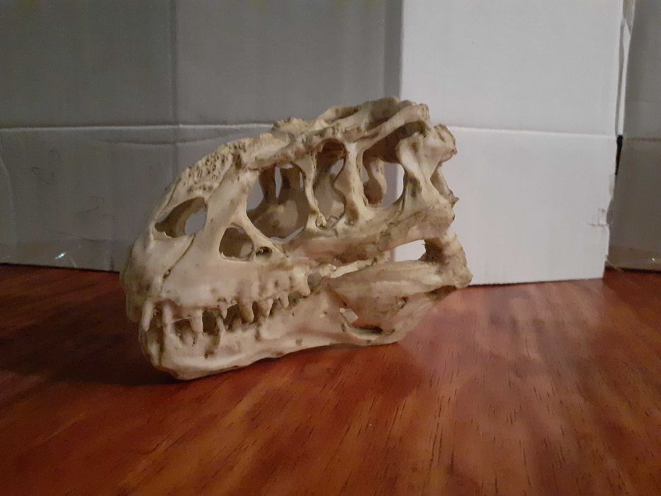 Caveiras de Decoração 15€ cada - Viking, T-Rex ...