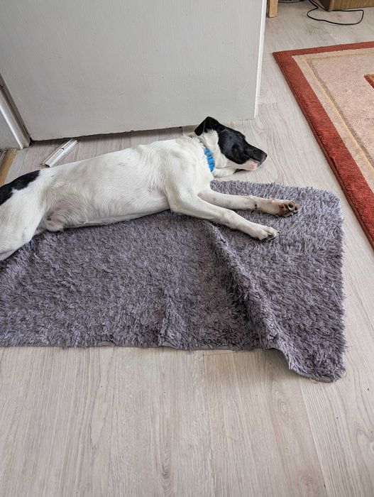 Oddam pieska 6 miesięcy w dobre ręce.