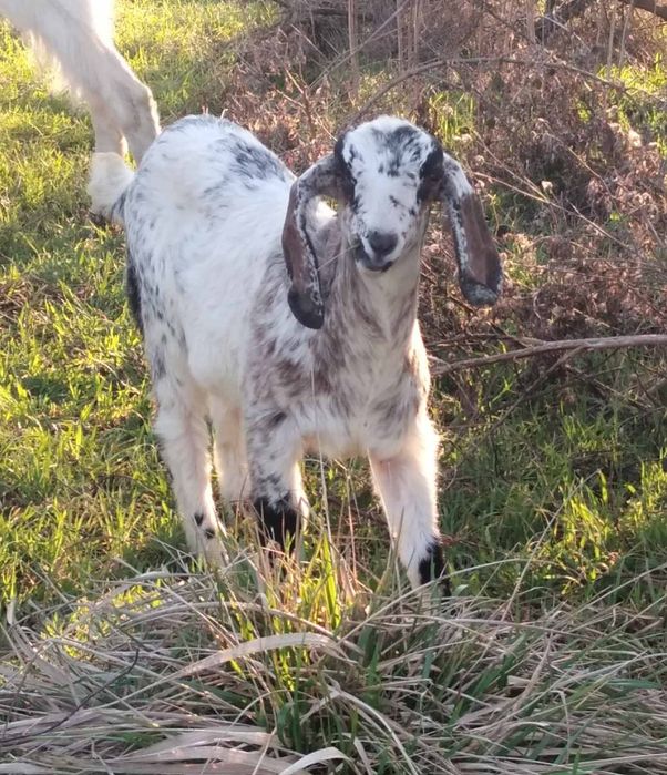 Козочка англо - нубийская