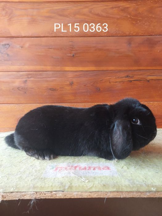 Samice karzełka barana francuskiego czarnego