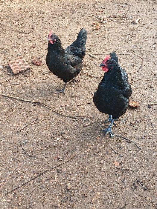 Ovos de galinhas de raça portuguesas