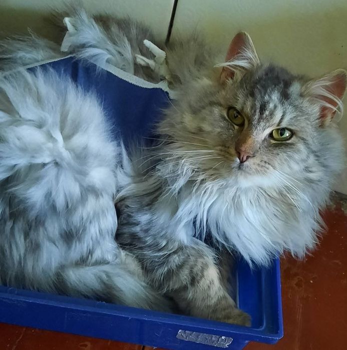 Котики Мінні і Сивогрив  шукають дім ( кіт, киця, кішка, котик, котеня