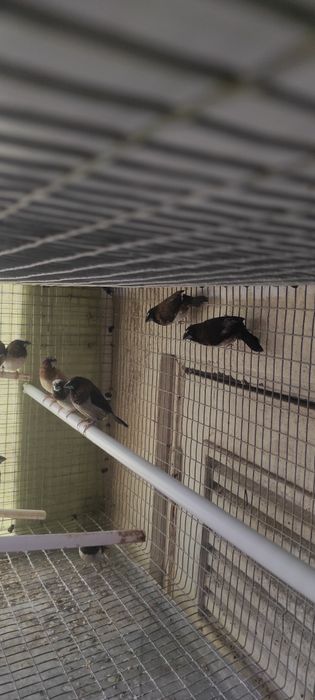 Cedo bengalins do Japão
