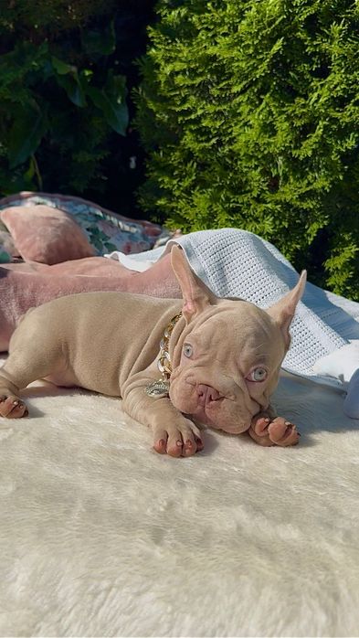 Buldog Francuski chłopak New Shade Isabella Tan