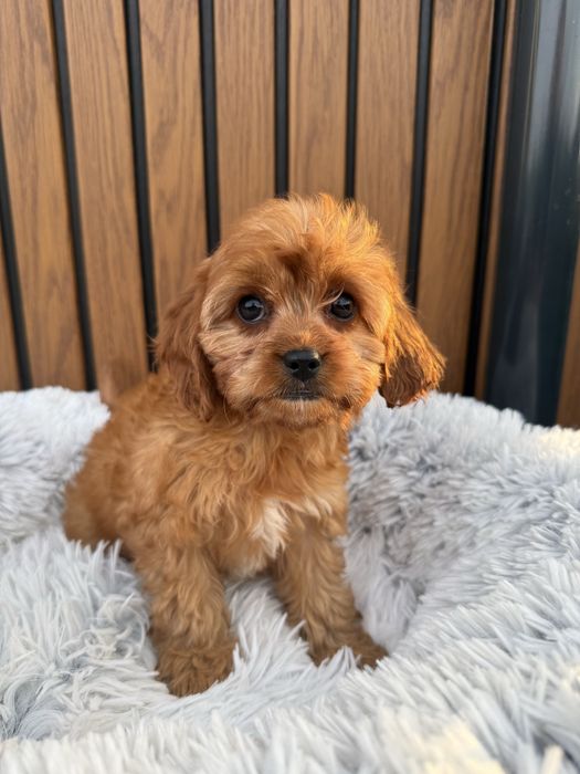 Cavapoo, pudel toy, cavalier , badania , dziewczyna, gotowy do odbioru