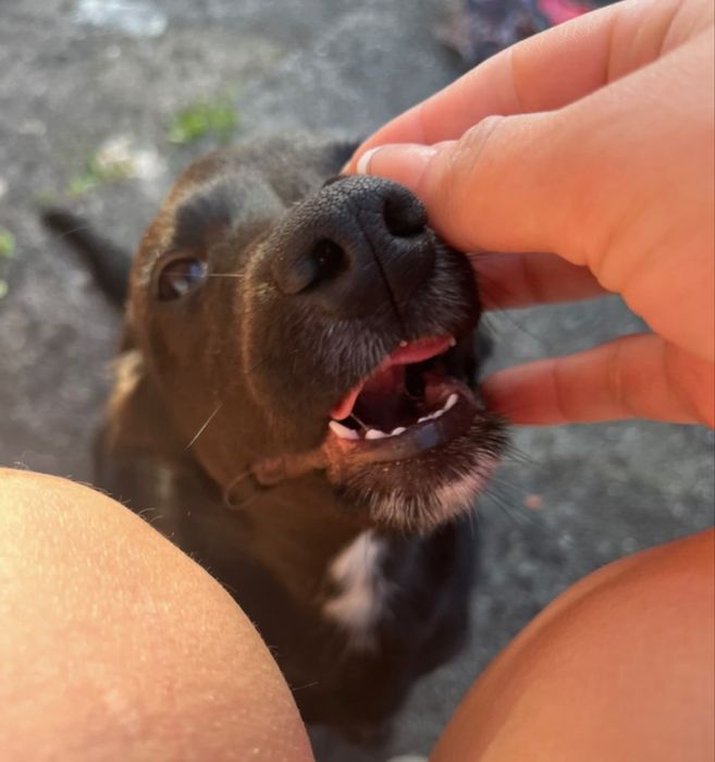 Cãozito preto medio porte
