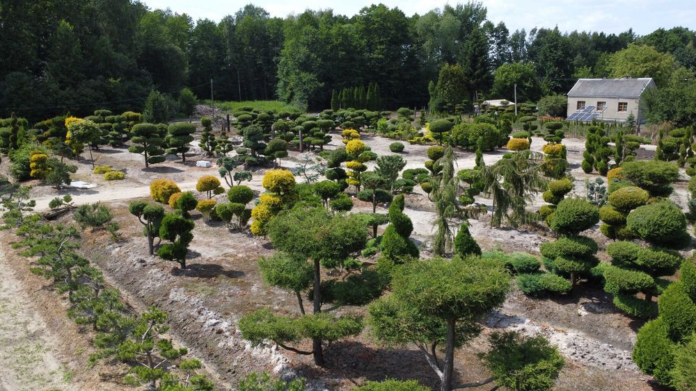 Piękne, formowane drzewa i krzewy ozdobne Bonsai i inne. Sosna, Cis, Tuja, Niwaki. Ogród