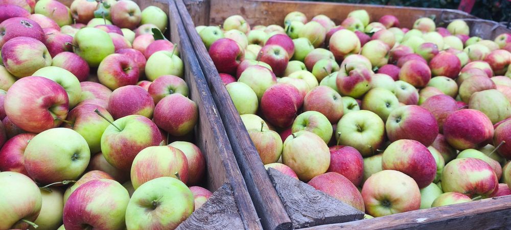 Promocja – tanie jabłka! Skrzynka 20 kg Ligol Eliza Idared własny sad