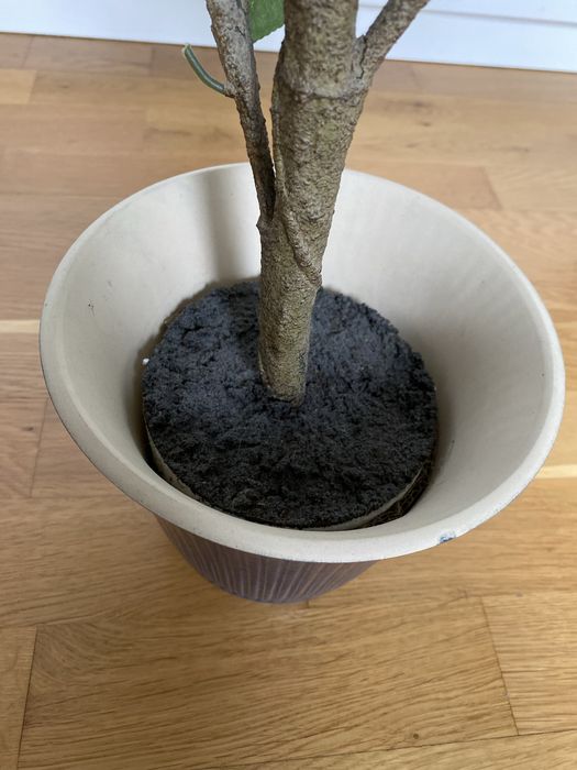 Drzewko cytrynowe 70 cm osłona doniczki granatowa KAMOMILL