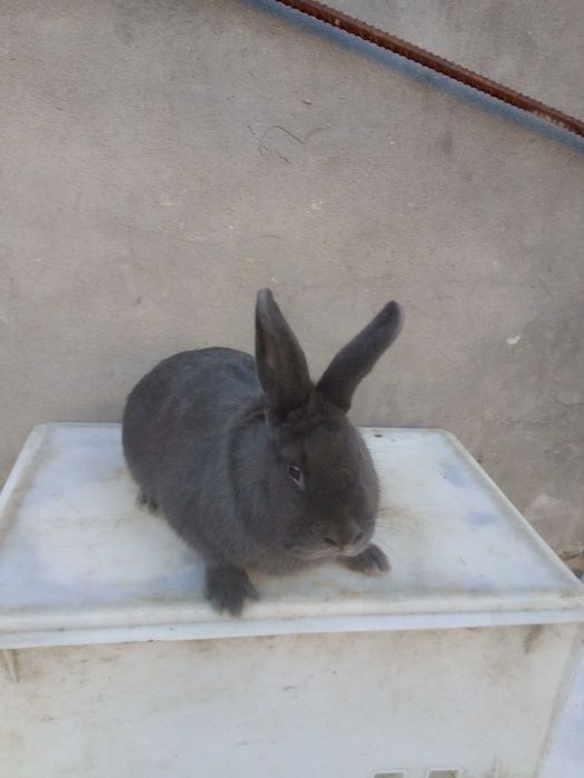 Кролі різних порід