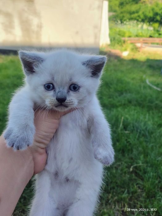 Продам  сіамських кошенят