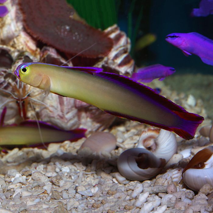 Nemateleotris decora
