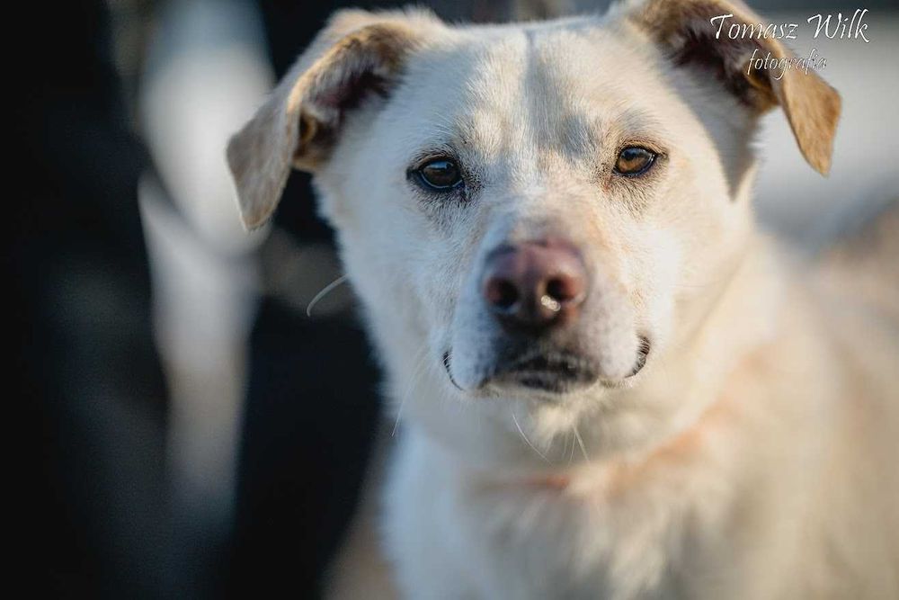Podaruj dobry dom super psiakowi Twarożkowi