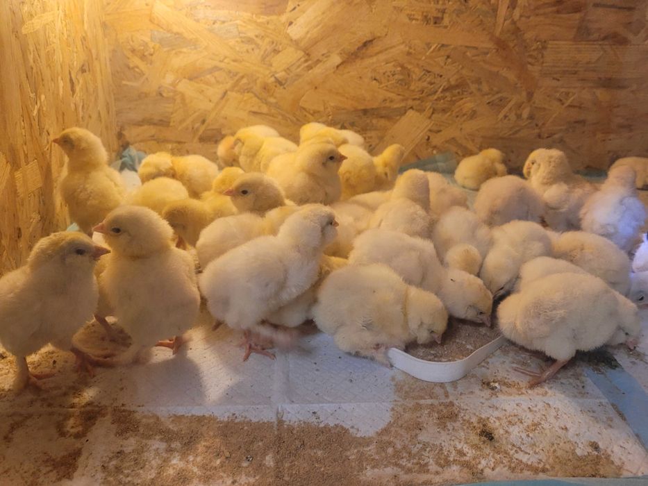 Pisklaki marans araukana silka i inne rasy ozdobne