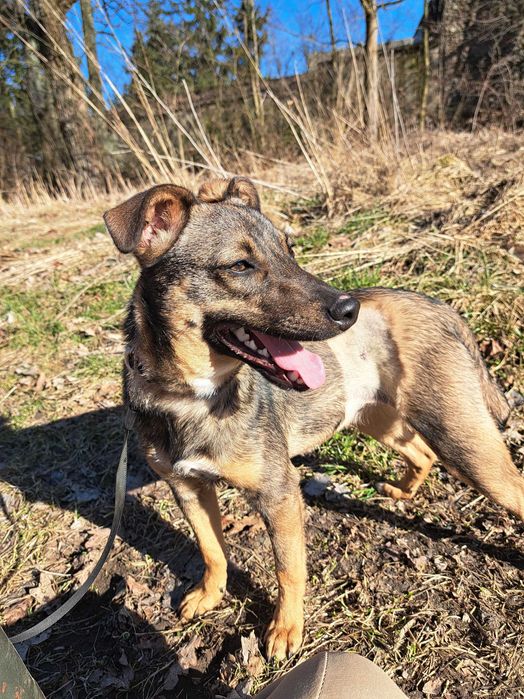 Inka, suczka do adopcji