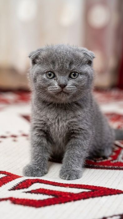 Шотландські кошенята