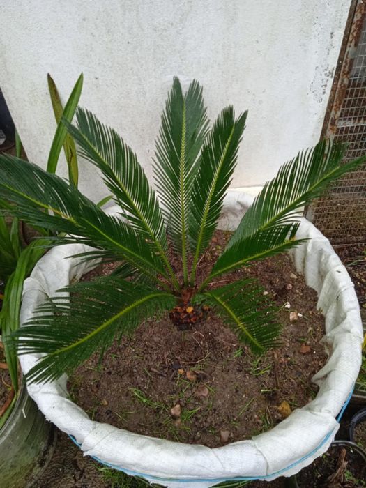 Vendo sica bonita para jardim ou em vaso grande.