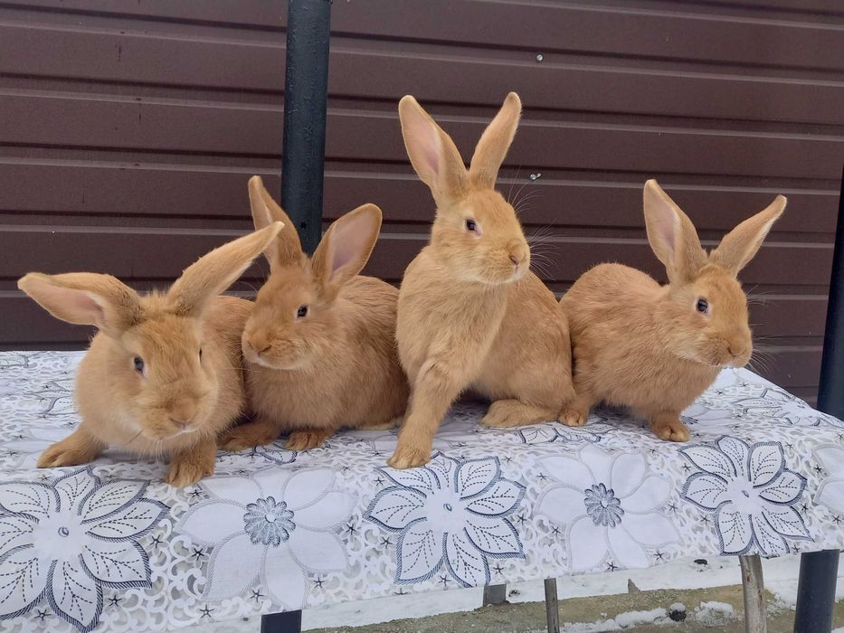 Продам, кроликів породи Боргундія: