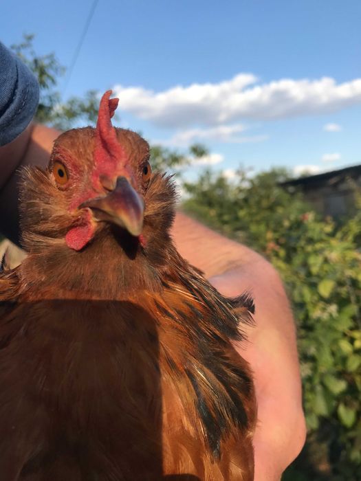 Яйцо под квочку,инкубацию микс