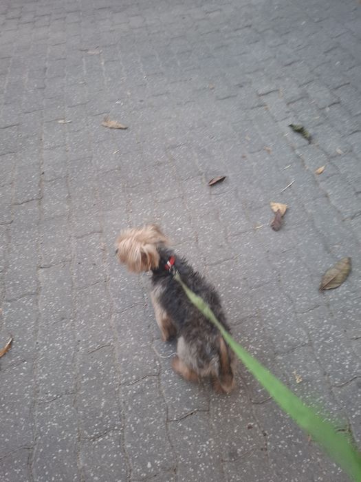Oferta dum cão worshiar