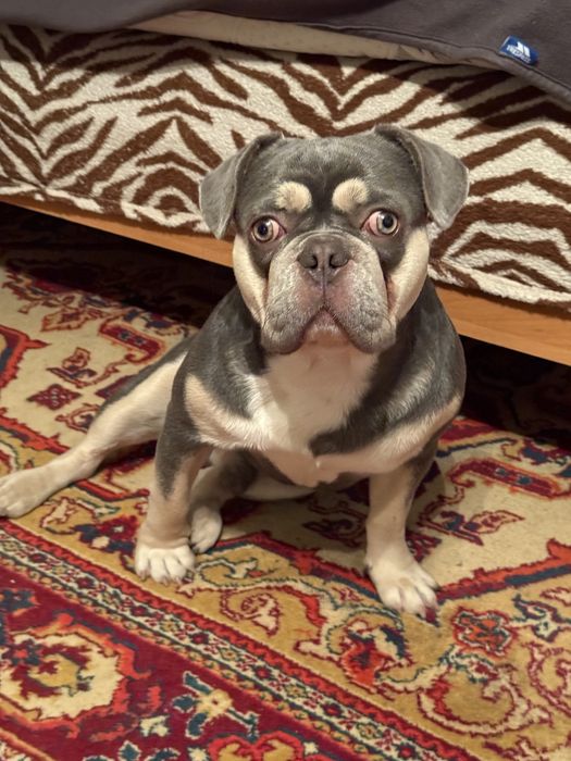 Французкий Бульдог