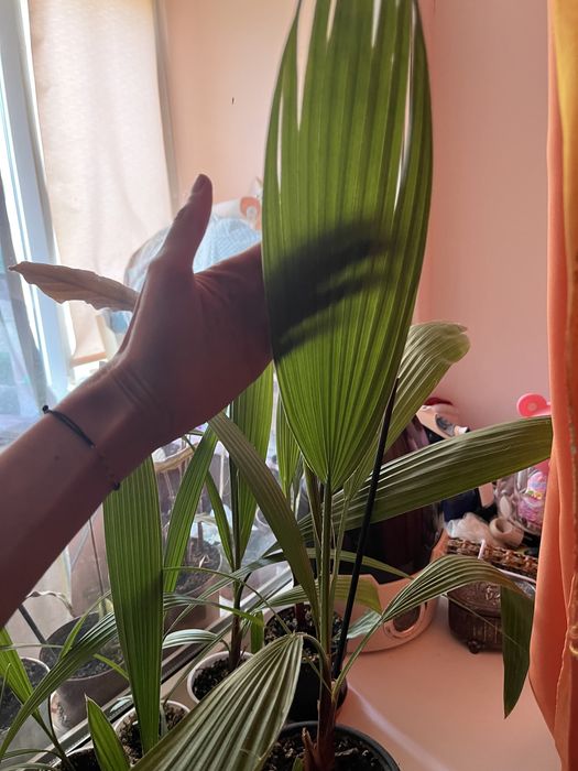 Пальма вашингтония нитеносная