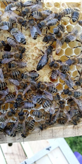 Бджоломатки Карпатки