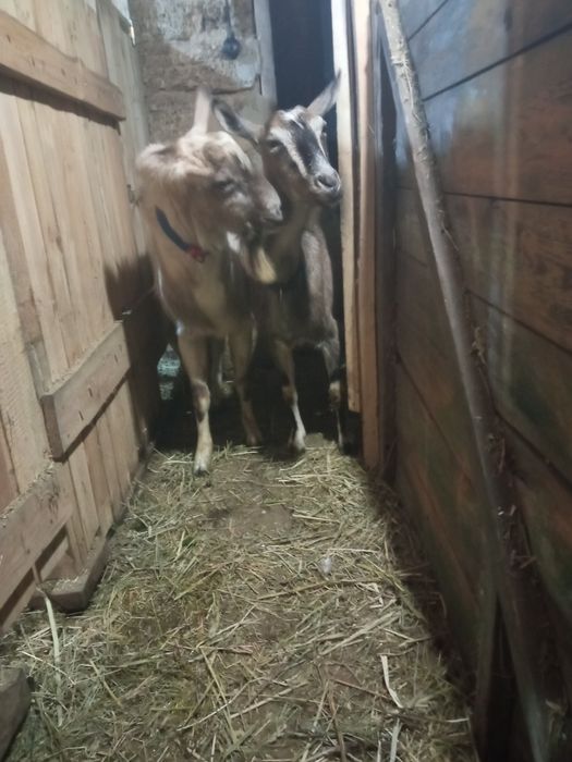 Альпiйска коза козочка дойна коза козел