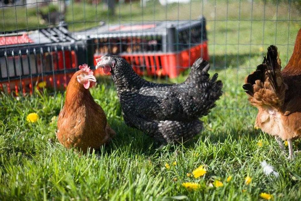 Kury nioski odchowane Rosa kolor dowóz gratis