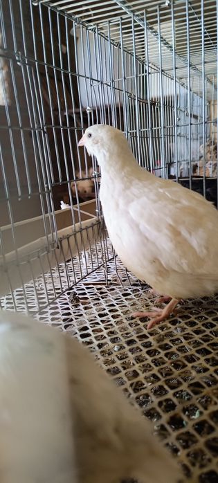 Ovos Galados Codorniz Branca