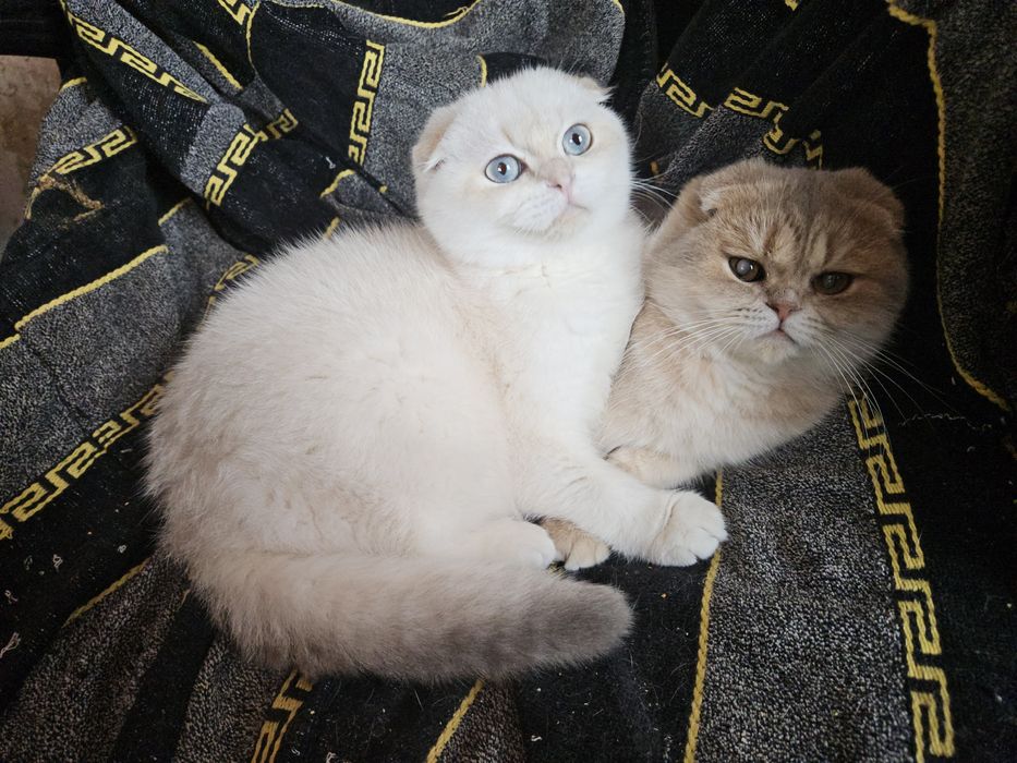 Шотландські кошенята