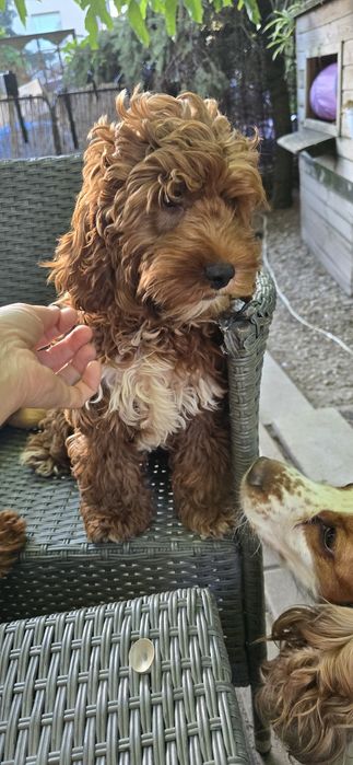 Cockapoo / dziewczynka