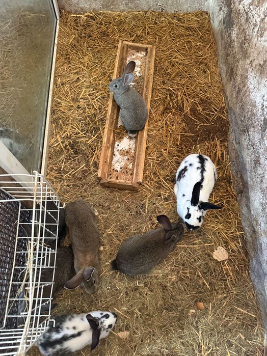 Króliki mięsne rasa srednia