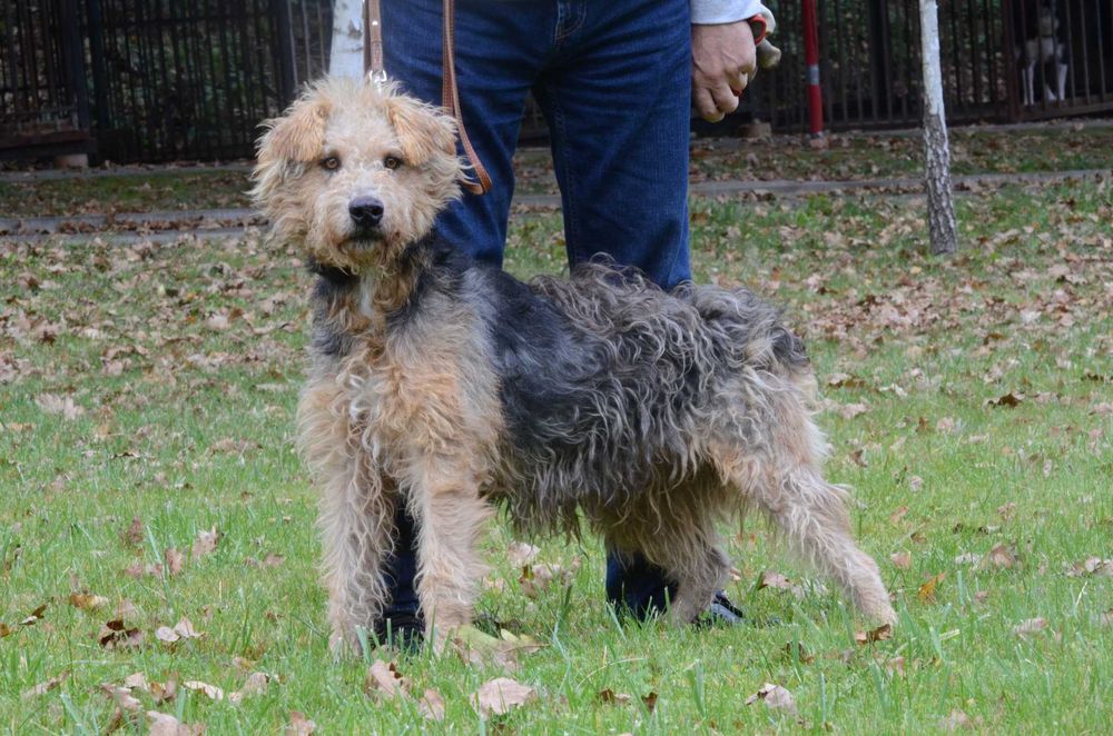 Matiz - do adopcji