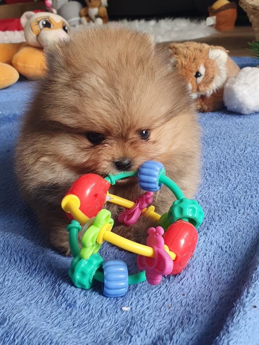 Szpic miniaturowy pomeranian/Miodowy mis