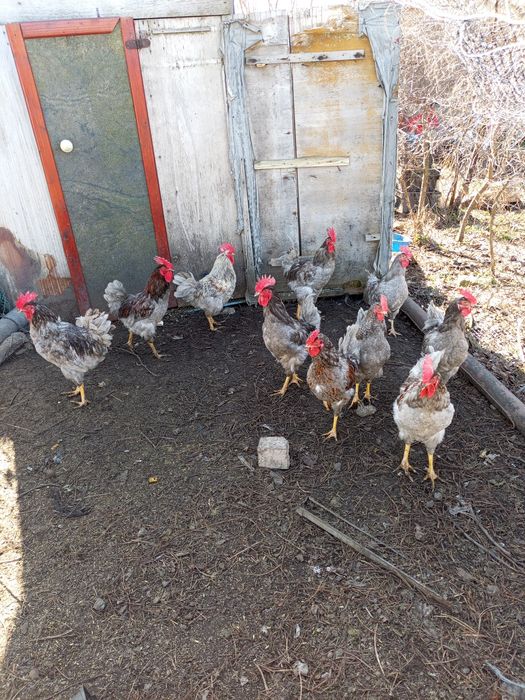 Продам домашних петухов!