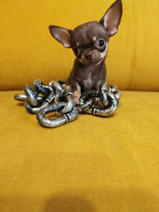 Chihuahua  piesek mini xxs czekoladowy podpalany  juz do odbioru