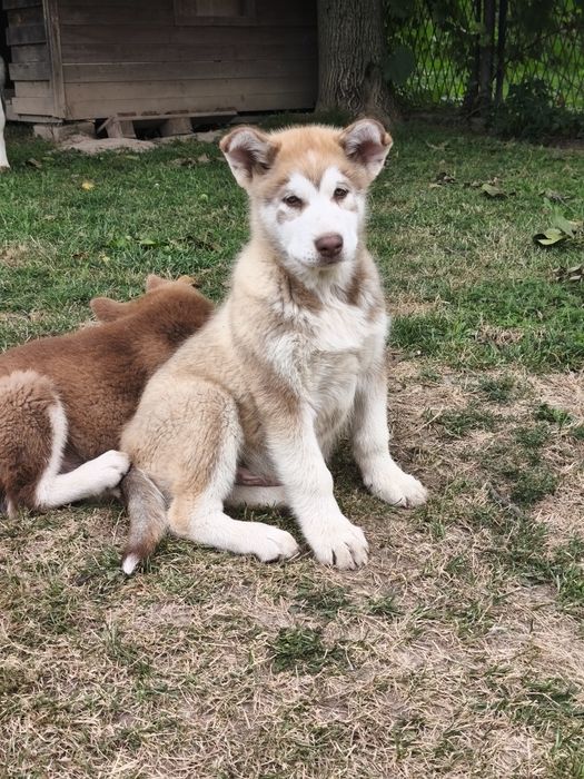 Alaskan Malamute PIES