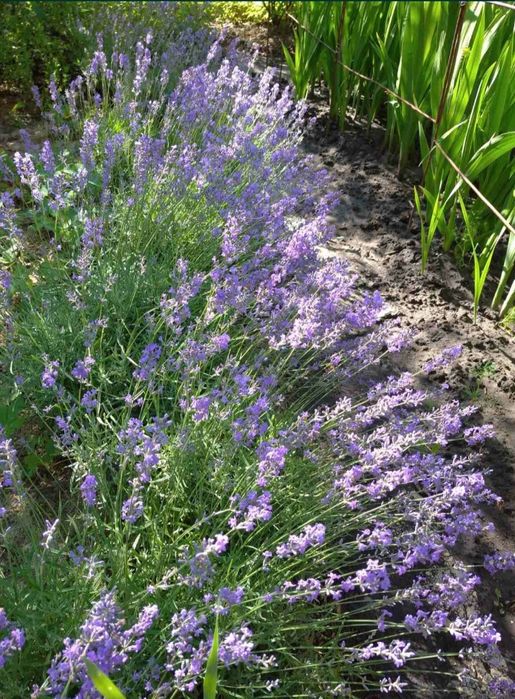 Лаванда 35грн кущик