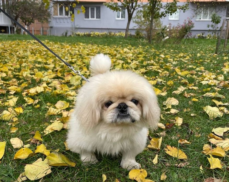 Кобель пекінес на вязку