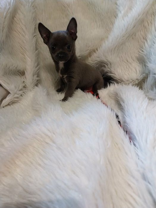 Chihuahua malutki piesek !